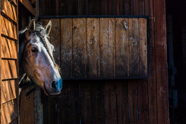 A Comprehensive Guide to Equestrian Lifestyle