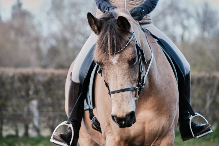 All Riding Disciplines Horse Riding Disciplines: Choosing the Right One